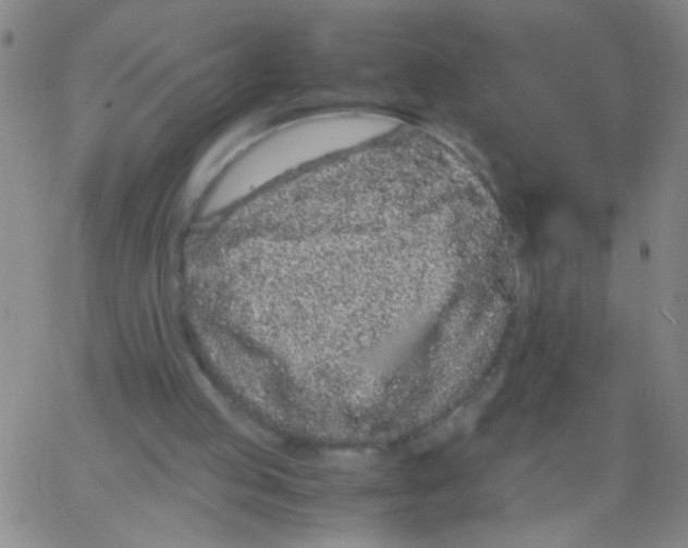 X0000062670053200601181910