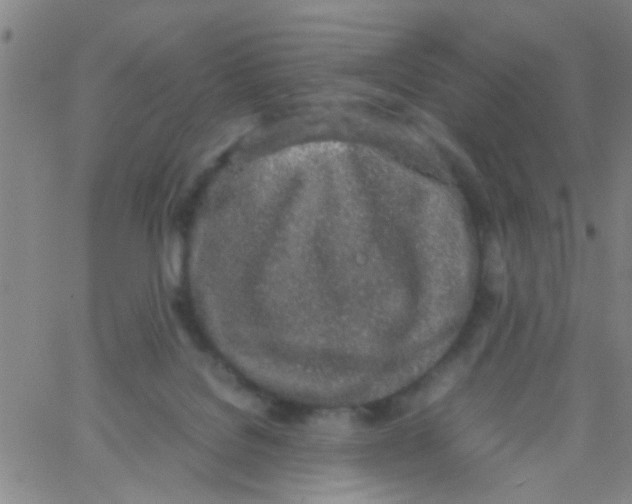 X0000062670076200601181911