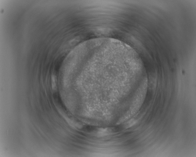 X0000062670130200601181910