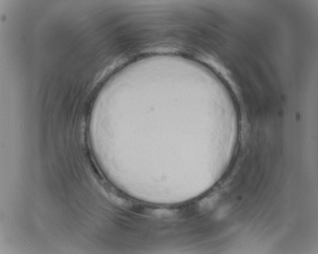 X0000062670153200601181909