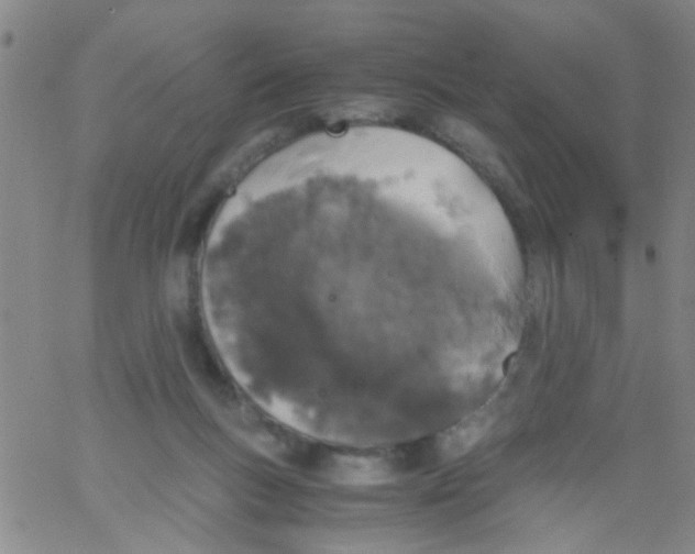 X0000062670167200601181909