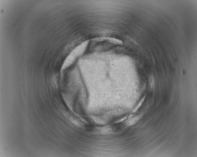 X0000062670286200601181908