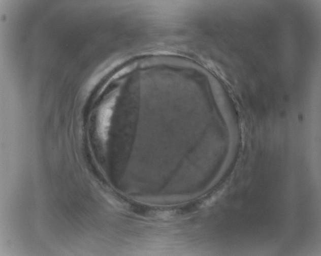 X0000062670295200601181907