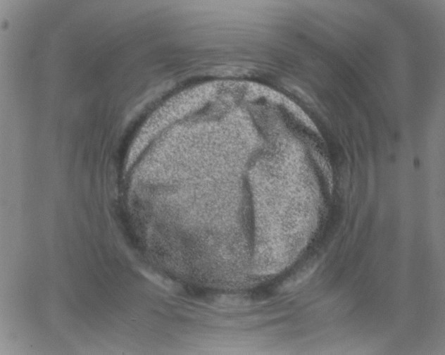 X0000062670303200601181907