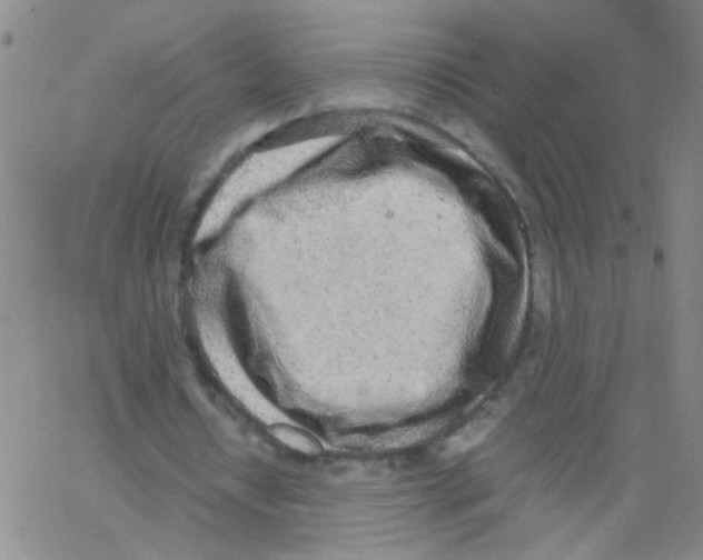 X0000062670434200601181904