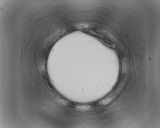 X0000062670561200601181903