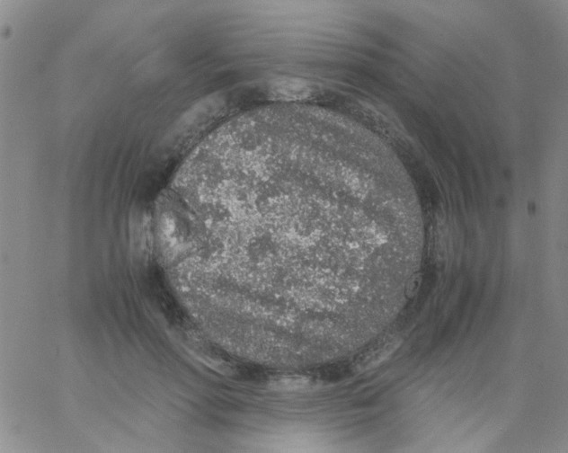 X0000062670598200601181902