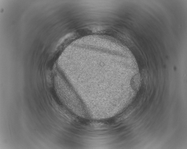 X0000062670650200601181901