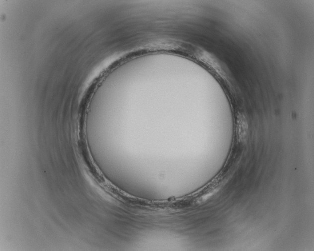 X0000062670726200601181900