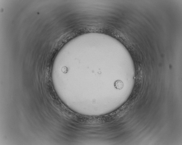 X0000062670741200601181900