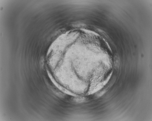 X0000062670767200601181900