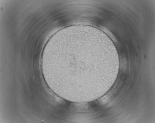 X0000062670856200601181859