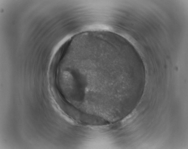 X0000062670864200601181859