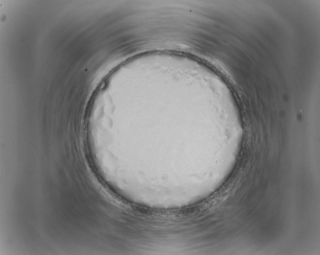 X0000062670895200601181857