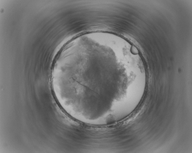 X0000062670941200601181857