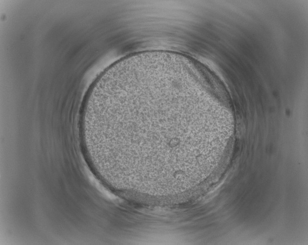 X0000062670995200601181856