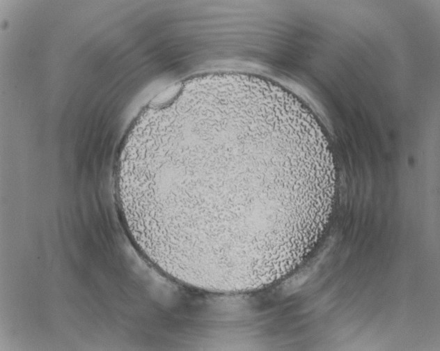 X0000062670998200601181856