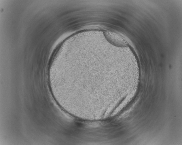 X0000062671045200601181855