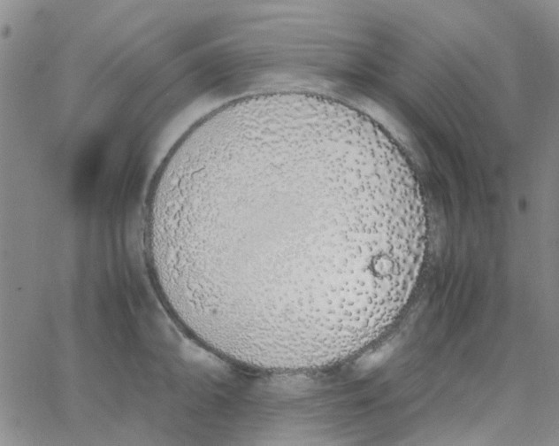 X0000062671094200601181854