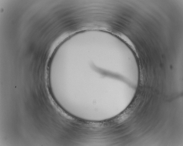 X0000062671096200601181854