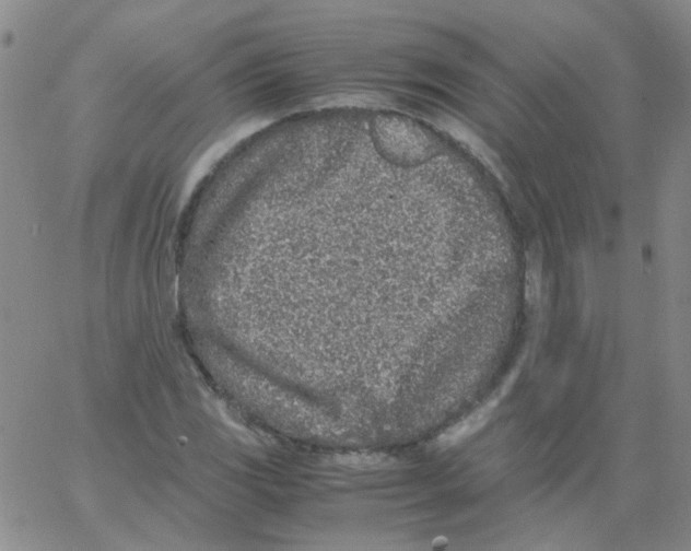 X0000062671117200601181853