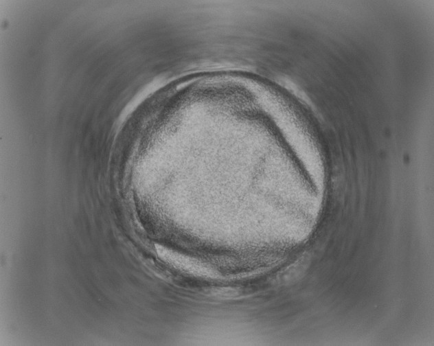 X0000062671173200601181853