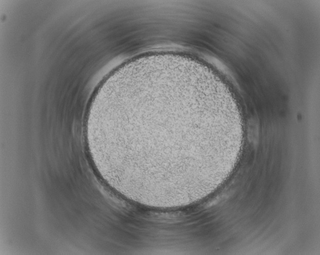 X0000062671229200601181852