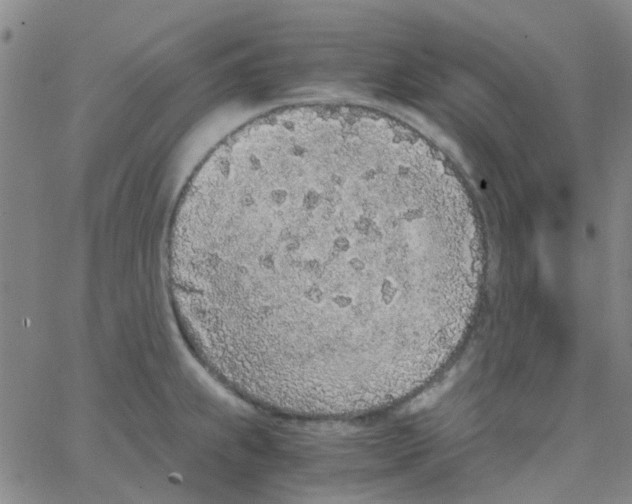 X0000062671239200601181852