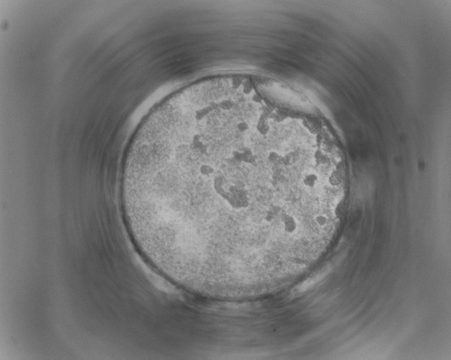 X0000062671245200601181852