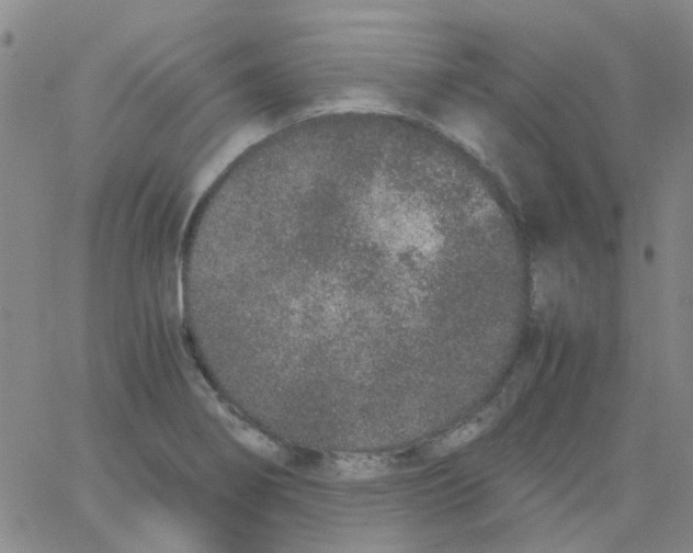 X0000062671274200601181851