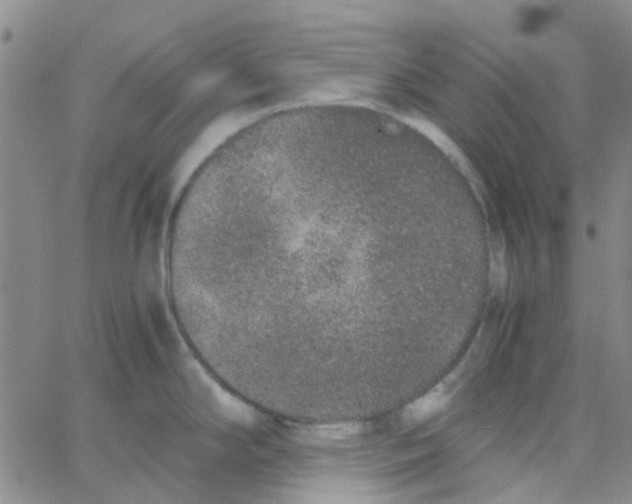 X0000062671294200601181851