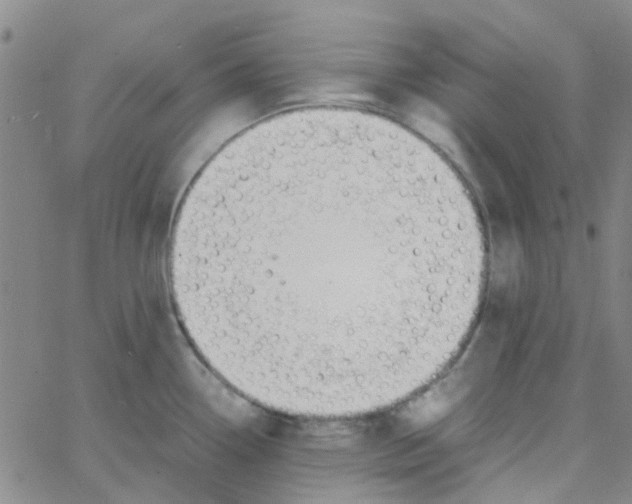 X0000062671338200601181851