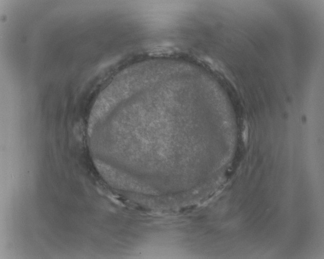 X0000062671445200601181848