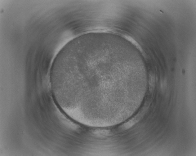 X0000062671466200601181848