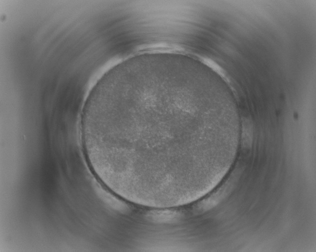 X0000062671474200601181848