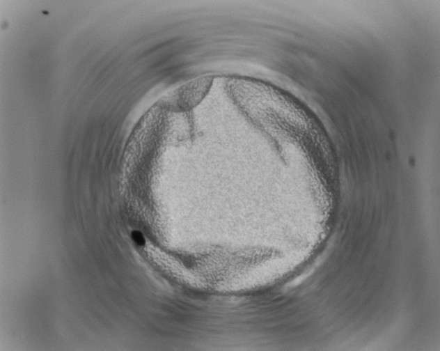 X0000062671529200601181848