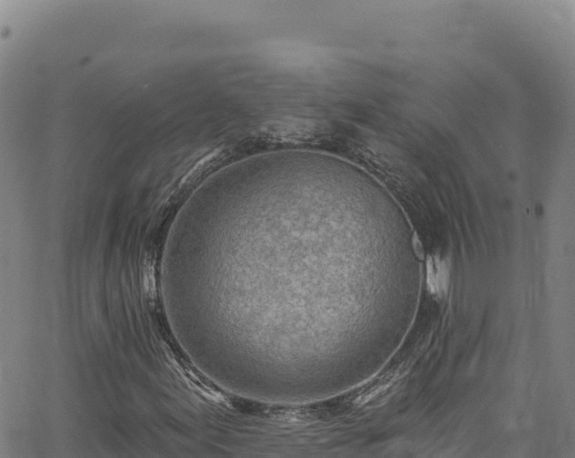 X0000062691155200512231030