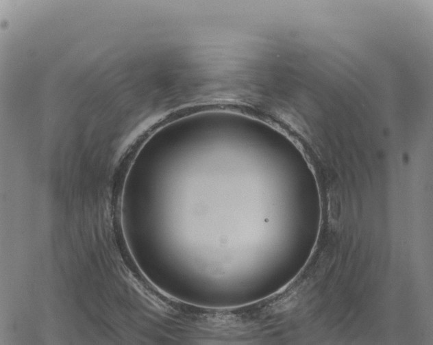 X0000062691452200512231025