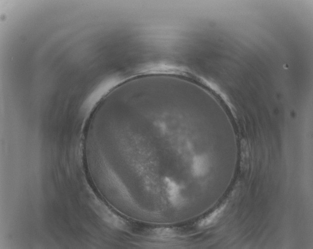 X0000062691463200512231025