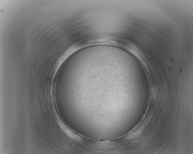 X0000062691482200512231025