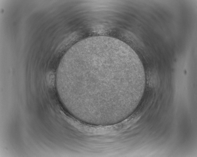 X0000062690036200601041113
