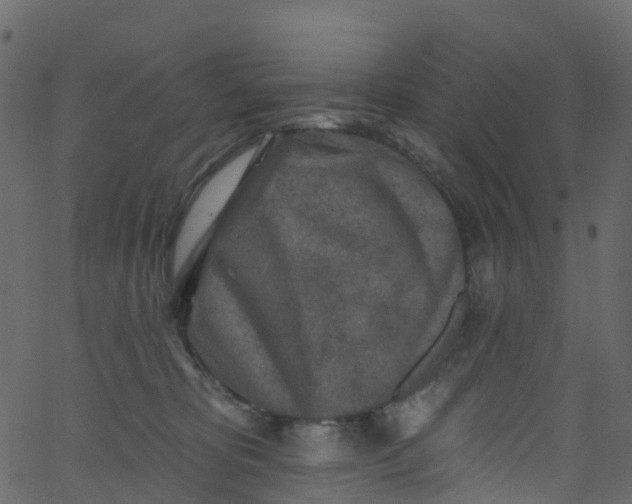 X0000062690325200601111342