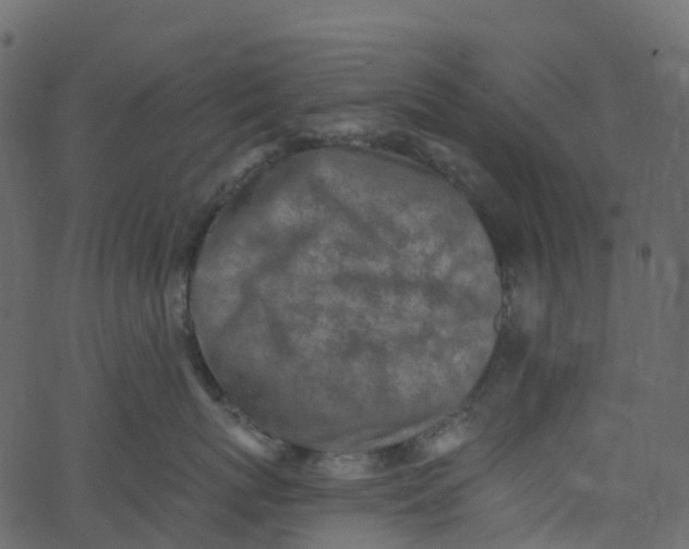 X0000062690767200601111336