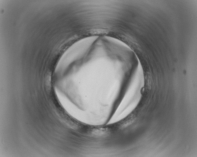 X0000062690550200601181953