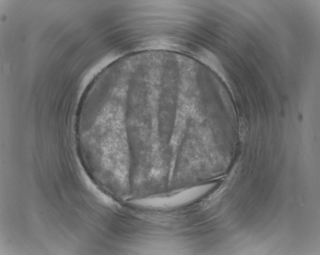 X0000062690995200601181946