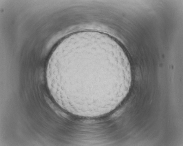 X0000062691499200601181937