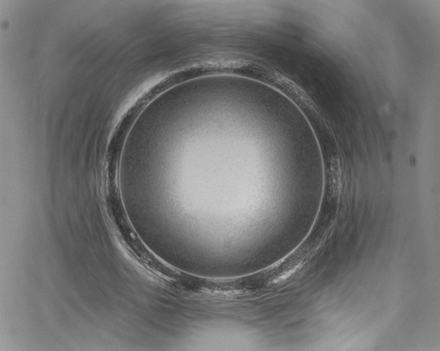 X0000062790726200512221350