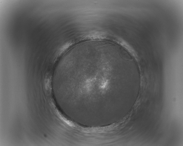 X0000062790009200512261607