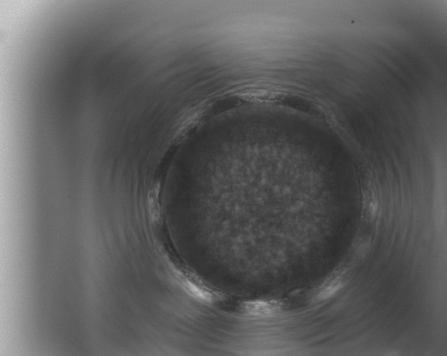 X0000062790239200512261603