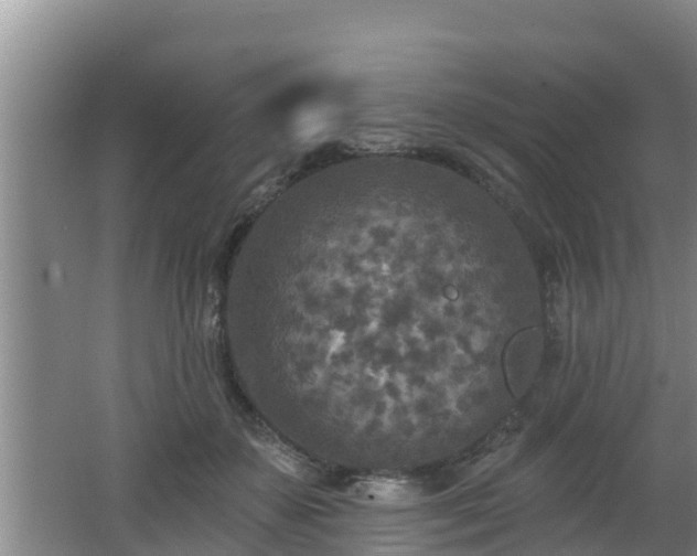 X0000062790507200512261559